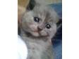 cute chunky british shorthair kittens for sale. five....