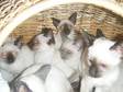 SIAMESE KITTENS Siamese Kittens for sale, GCCF....