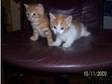 kittens 6 weeks old ready to go now. two 6 week old....