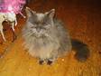 Tia cat missing Cat Tia missing 7-8 years old choclate....