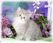 Charming Persian Kittens for Lovely home s