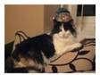 Beautiful Norwegian Forest Adult Female. This is Tilly, ....