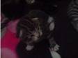 6 kittens. I've got 6 kittens for sale to a good home, ....