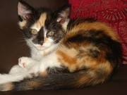 Beautiful Tortie & White 18month old female cat in need of good home