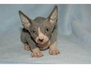 Sphynx kittens with Calico Skin