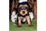 Teacup and Tiny Yorkshire Terrier Puppies