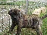 Kc Trained Bull Mastiff Puppies Available To Go