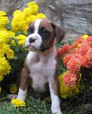 Boxer Puppies For Lovely Home