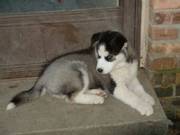 Cute Siberian Husky Puppies for sale