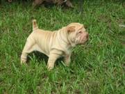 Chinese Shar-Peis For Sale