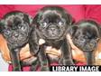 Pug puppies 3 black dogs. KC reg,  5 gen ped,  Eastonite....