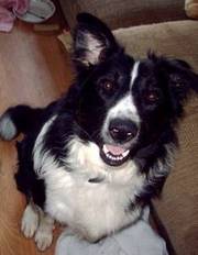 18 month old male border collie