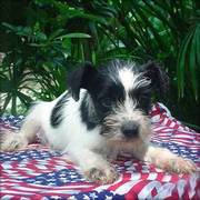 This little guy Is Gorgeous Schnauzer -- Miniature