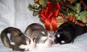 Cute Alaskan Malamute puppies For A Home Adoption