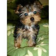 Yorkie Puppies ( Male and female)