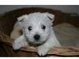 West Highland Terrier. Westie pups ready,  8 weeks old, ....