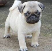 pug puppies for ready homes