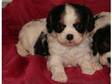 lovely Cavalier King Charles Spaniel,  puppy ready for....