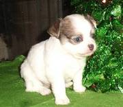 jaminelarry@gmail.com Gorgeous and adorable tea cup chihuahua pups