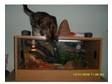 Bearded Dragon Set-Up (with bearded dragon). Wood effect....