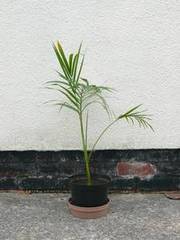 Decorative house plant - Areca Palm