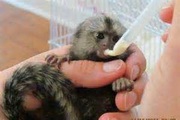 Marmoset Monkeys for sale