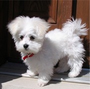 Maltese puppies for good homes